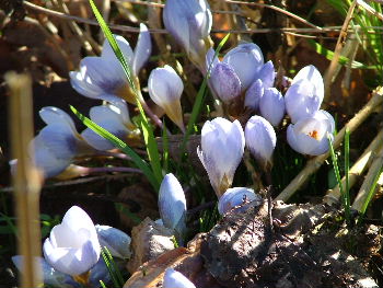 Crocus  'Blue Pearl' bestellen